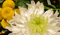 K5R_3870_seek-nature