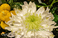 K5R_3870_LearnBloomRepeat