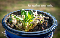 K5R_3166_KeepWatchMiracles