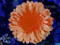 K5R_3712_FocusInside