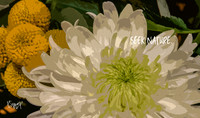 K5R_3870_embrace-nature