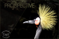 K5T_8230_prospective_roundPS