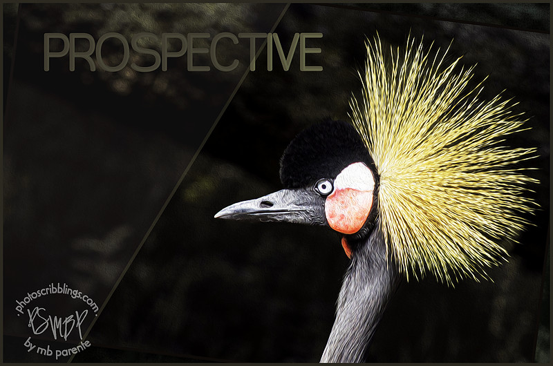 K5T_8230_prospective_roundPS